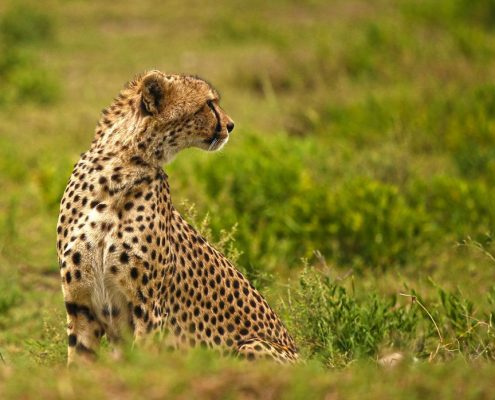A cheetah scanning the surroundings for prey in the crater of the Ngorongoro Conservation Area