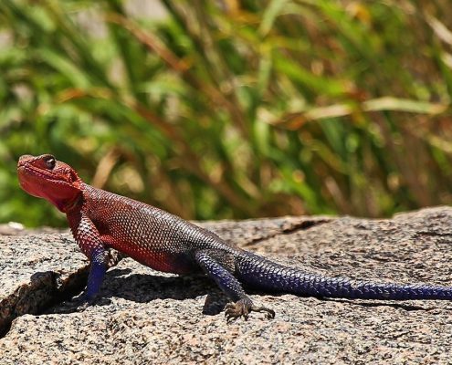 A colourful lizard in the Lake Manyara Safari Park photographed by customer on our 5 Days Budget Safari Tanzania
