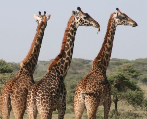 You will see many Giraffes during your 5 Days Budget Safari in Tanzania