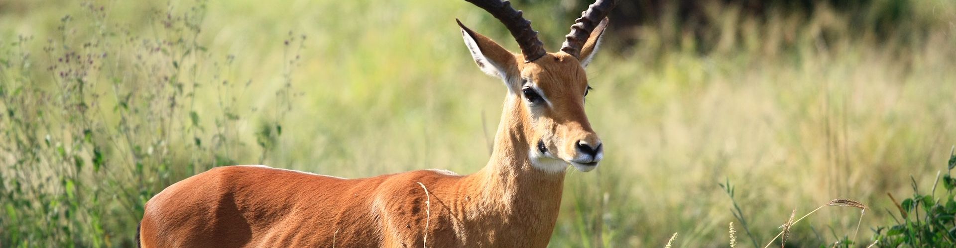 There are many types of antelope to be spotted while on Safari in Tanzania