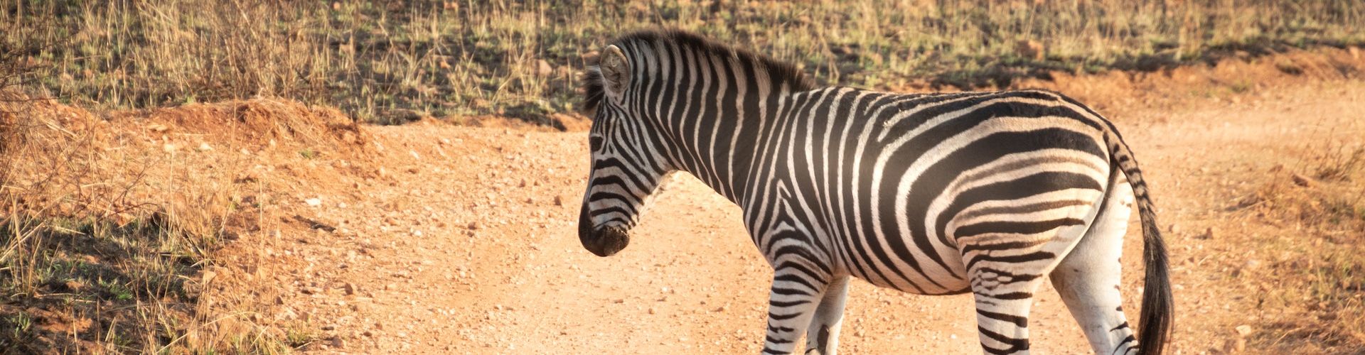 A Zebra crossing a rough road in Tanzania