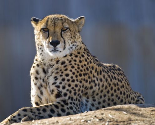 A Cheetah resting on a rock in the legendary Serengeti