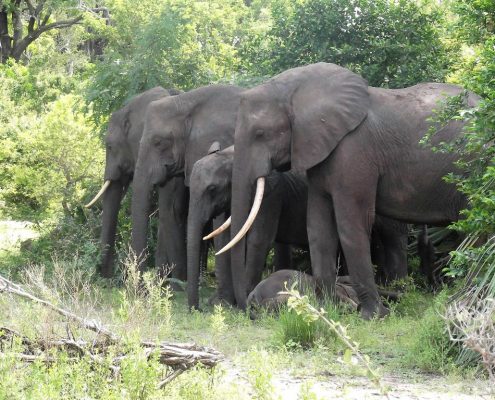 While on a Camping Safari in Tanzania there are no fences or walls around the campsite. So it is possible that a family of elephants pass by your tent.