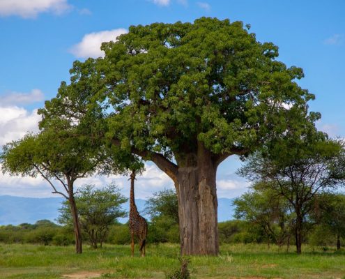 A giraffe stretching its neck to reach foliage of a giant Baobab in the Tarangire National Park