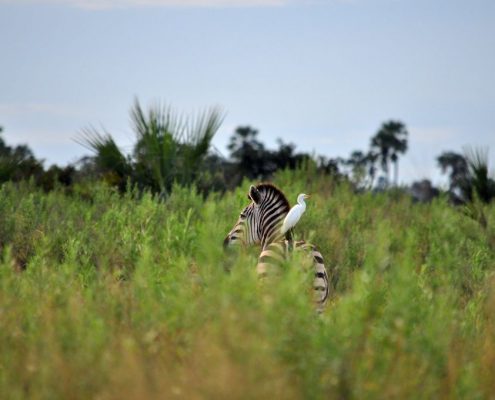 A bird sitting on the back of a Zebra in Lake Manyara National Park
