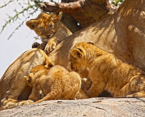 Lion cubs on a Kopjes in the Serengeti
