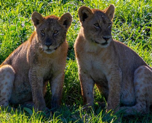 Young lion siblings in the Serengeti Eco-System