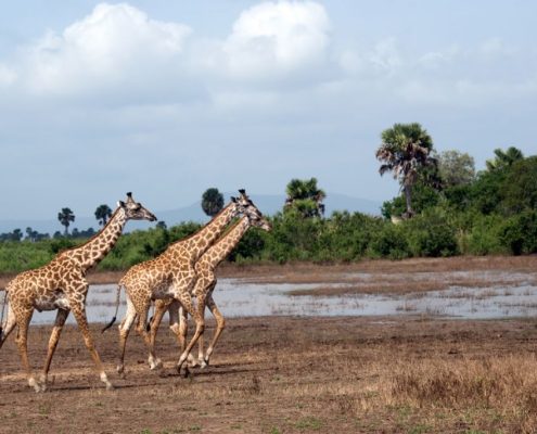 Three giraffes on the move in Tanzania