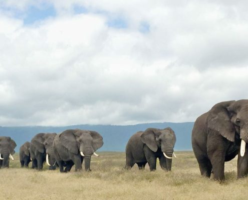A procession of several adult elephants within the caldera of the Ngorongoro Conservation Area