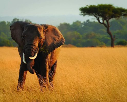 An elephant with crooked tusks in Tanzania