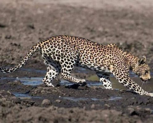 An elegant leopard in the Lake Manyara area