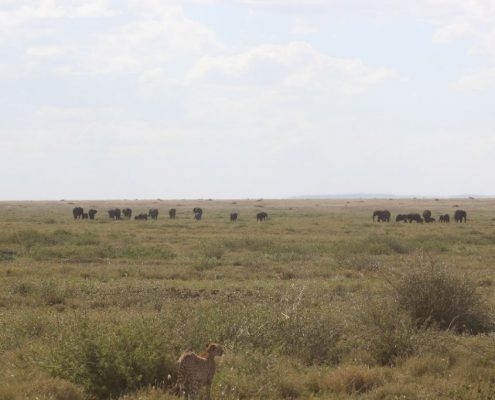 Enjoy the endless plains of the Serengeti during your 6 Days Safari Tanzania