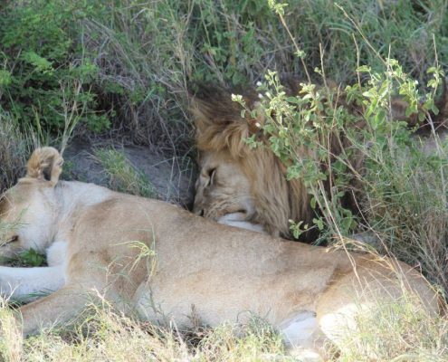A lion couple having a midday nap