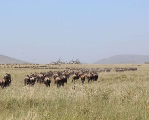 A large group of gnus, part of the Great Migration in the Serengeti-ecosystem