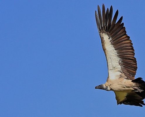 A large bird of prey in mid flight
