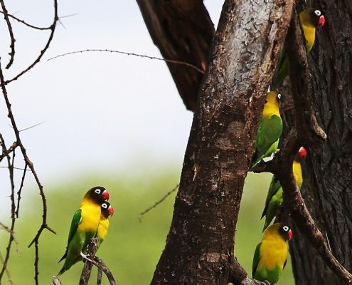 During your Safari Tanzania and Zanzibar Holiday Package you can observe some of the more than 1000 bird species in Tanzania