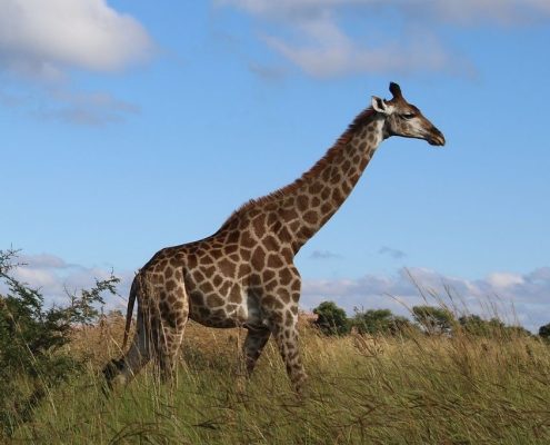 A giraffe passing by in the Serengeti National Park