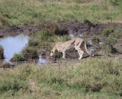 A cheetah drinking water from a small pool in the Serengeti