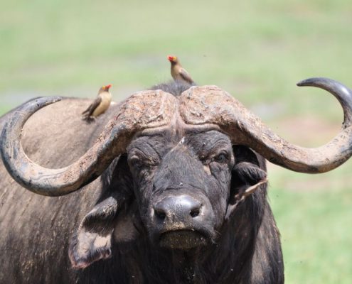 An African Buffalo with impressive horns in the Tarangire National Park