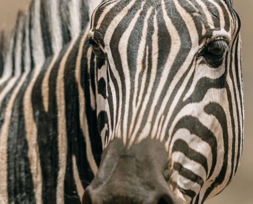 During your 7 Days Camping Safari in Tanzania you will see many Zebra, like this one in the Ngorongoro Conservation Area