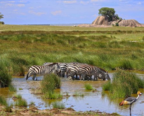 Zebras drinking from a small pond in the Serengeti National park with Kopjes in the background