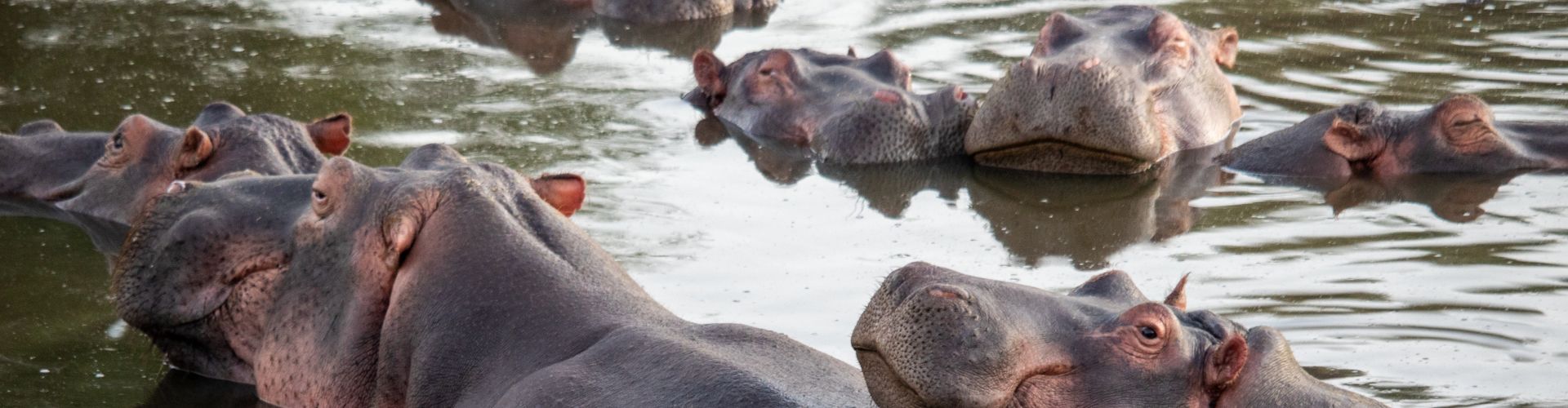 Hippo Pool in the Lake Manyara Safari Park