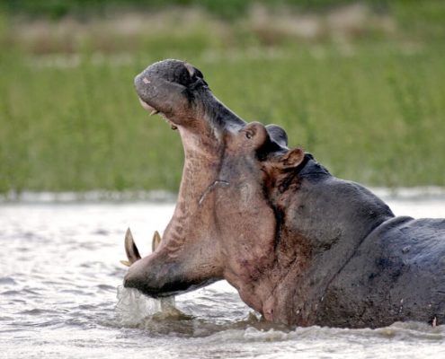 Watch out for the dangerous Hippos while on Safari during your Tanzania Holidayss while during your Tanzania Holidays Safari