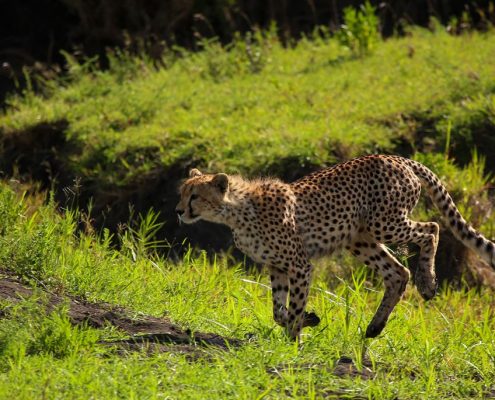 Snapshot of a cheetah in motion (Lake Manyara National Park)