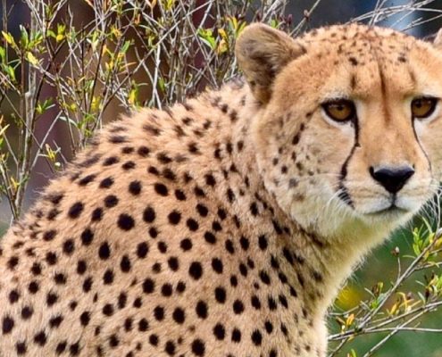 A portrait of the fastest land mammal on earth, the cheetah