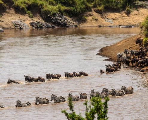 Wildebeests and Zebras (part of the annual great migration in Tanzania) crossing the Mara river in the Serengeti National Park