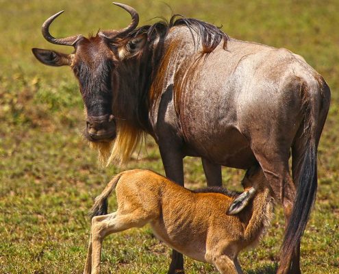 A wildebeest mother suckles her baby in the Serengeti National Park