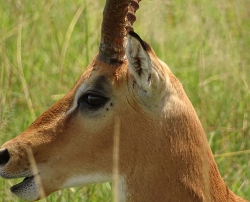 A portrait of an Antelope in the Ikoma Wildlife Management Area