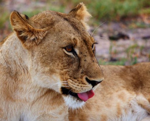 A lioness resting in the Manyara National Park