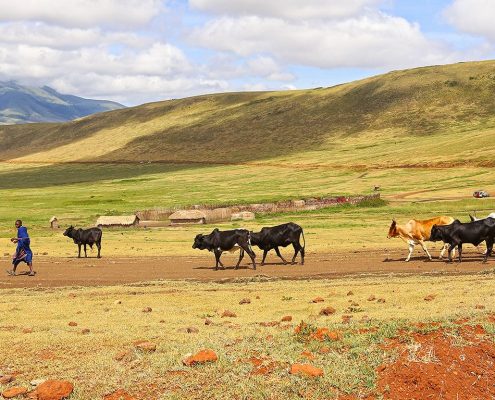 During your 8 Days Budget Safari Tanzania you can see traditional Maasai people with their livestock living in harmony with the wild animals of the Ngorongoro Conservation Area