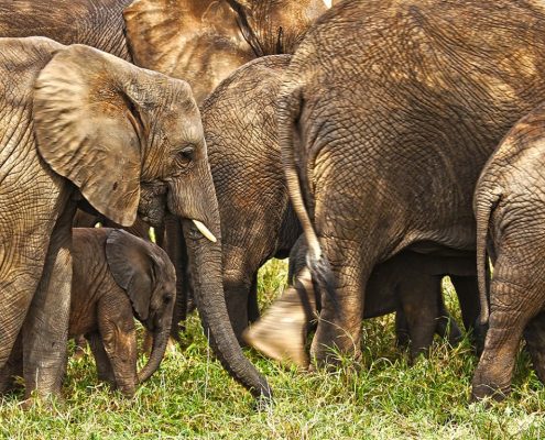 Elephants are plentiful in the Tarangire National Park