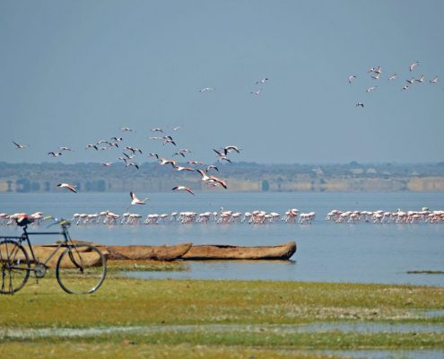 Lake Natron during rain season with flamingos feeding on the specialized soda bacteria
