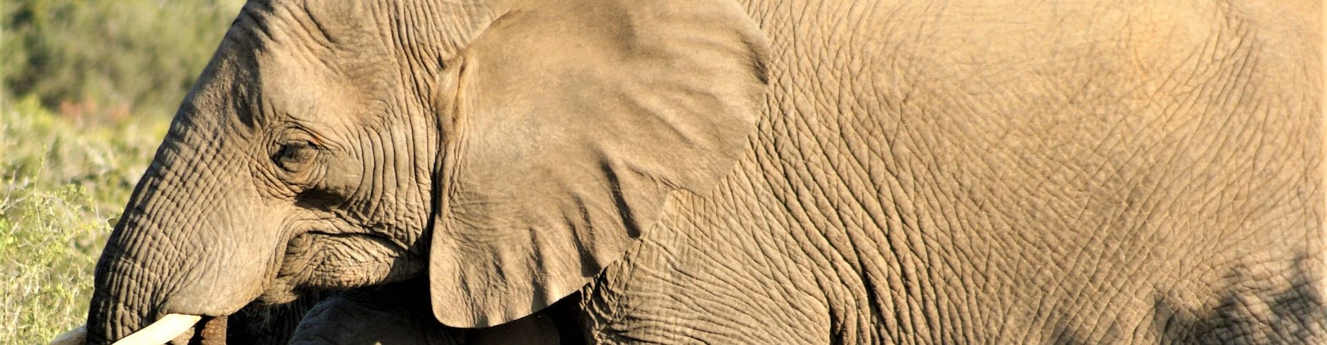 Close up picture of an African Pachyderm (elephant)