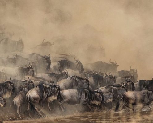 The famous river crossing of the wildebeests in the Serengeti National Park