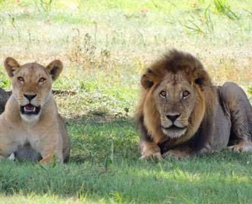 A lion couple in the Serengeti during rain season