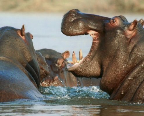 Ask your to guide to visit one of the Hippo Pools in Lake Manyara National Park during your 8 Days Lodge Safari Tanzania