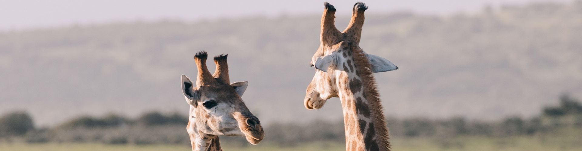 Two giraffes having a conversation