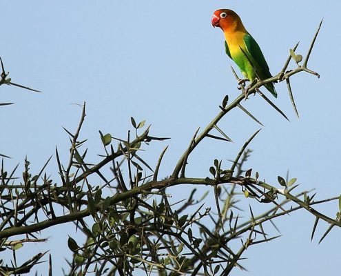 A small colorful bird sitting on a thorn tree in Arusha National Park