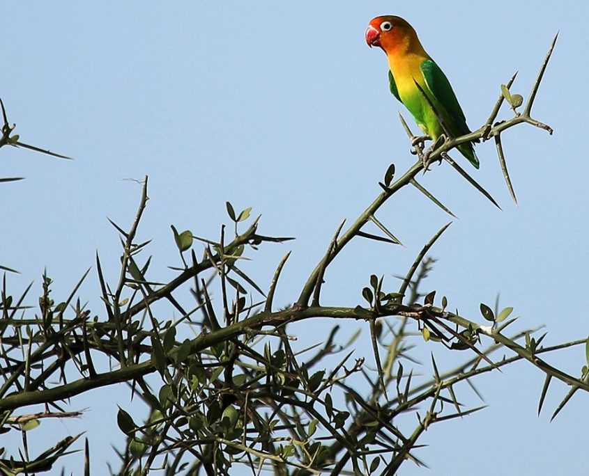 Arusha Safari Park | Shemeji Safari