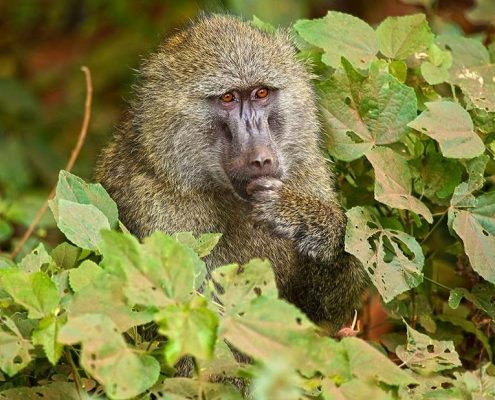A Baboon ponders the meaning of life in Arusha Park
