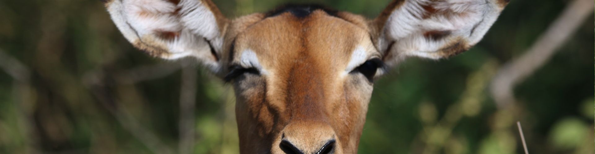 Close up of an antelope in Arusha Safari Park