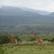 Arusha National Park Thumbnail