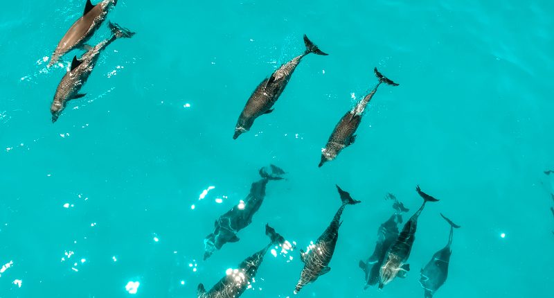Several dolphins swimming together in the Indian Ocean near the Zanzibar archeplago