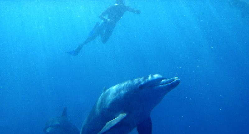 A snorkeling guest swims with the dolphins near the south coast of Zanzibar