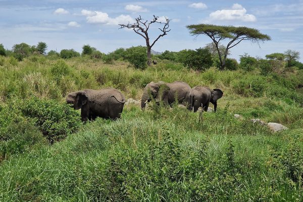 Africa Safari Serengeti Kusini 01