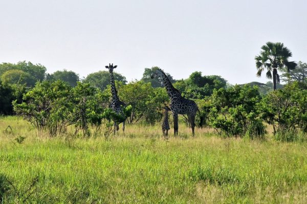 Africa Safari Serengeti Kusini banner